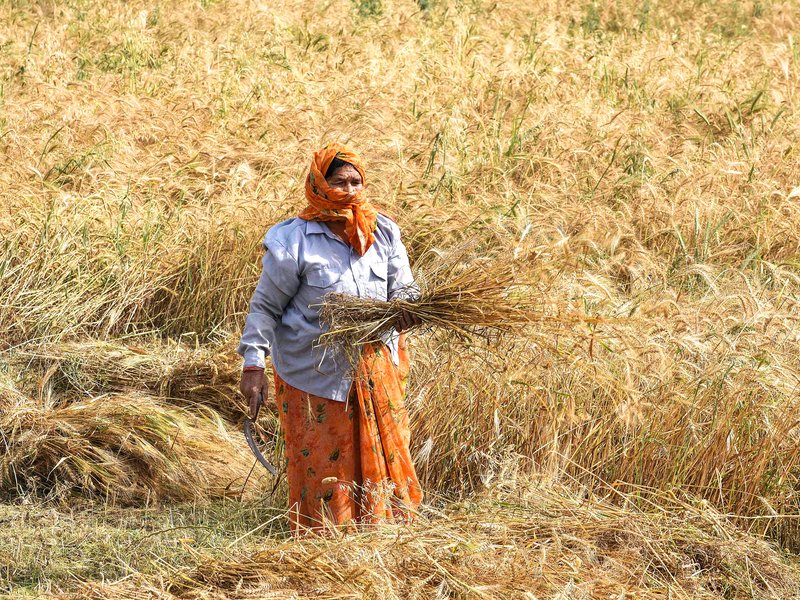 India clocks unprecedented foodgrain output, boosts institutional support to farmers