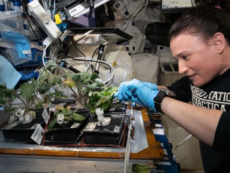स्पेस में ऐसे पौधे उगाते हैं एस्ट्रोनॉट्स, जानें क्या है 'वेजी' सिस्टम 