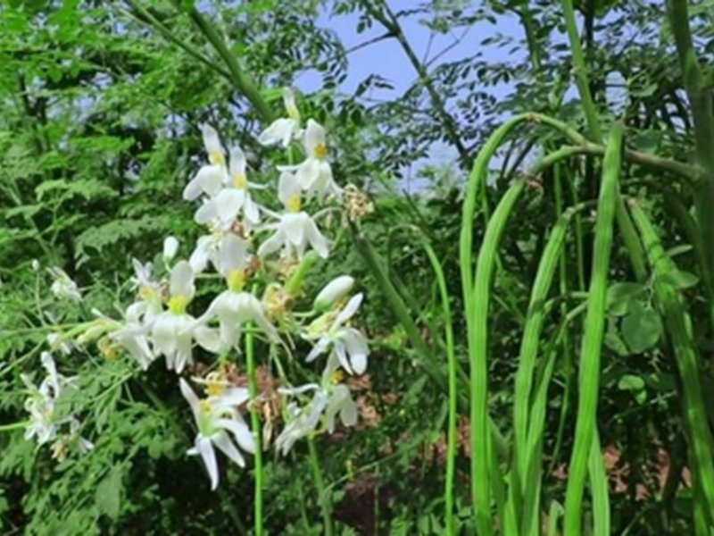 गर्मियों में अमृत से कम नहीं सहजन का सेवन, पाचन सुधारने से इम्युनिटी बढ़ाने तक का प्राकृतिक तरीका