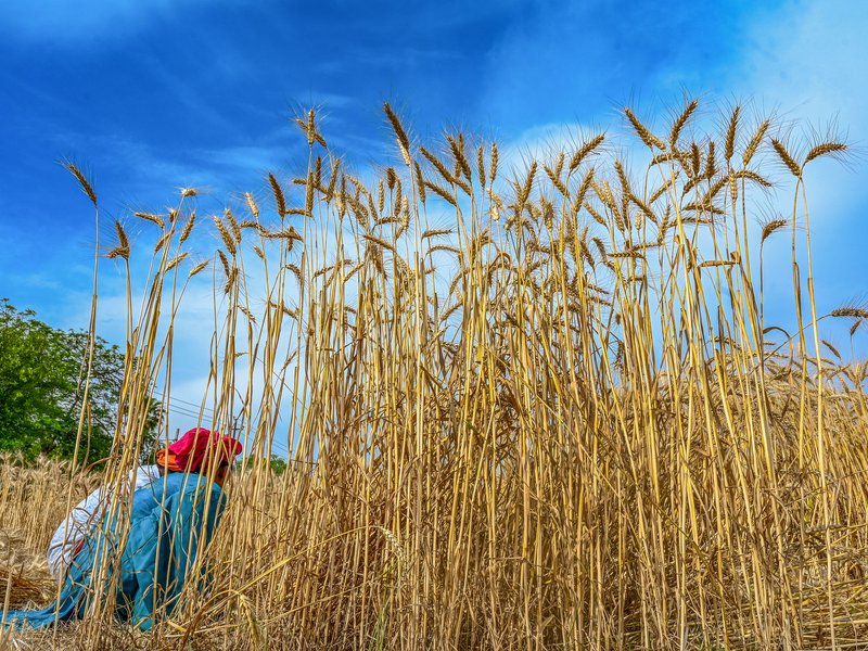 Food prices to rise further globally if West Asia crisis stretches beyond 40 days: FAO