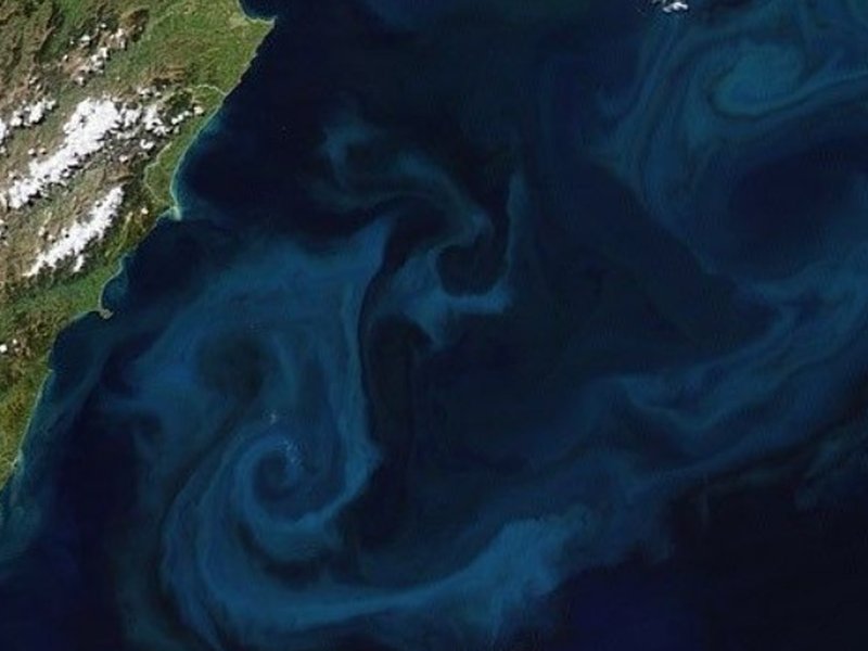 समुद्र में रंगों का अनोखा खेल, जलवायु के लिए क्यों जरूरी है 'फाइटोप्लांकटन'