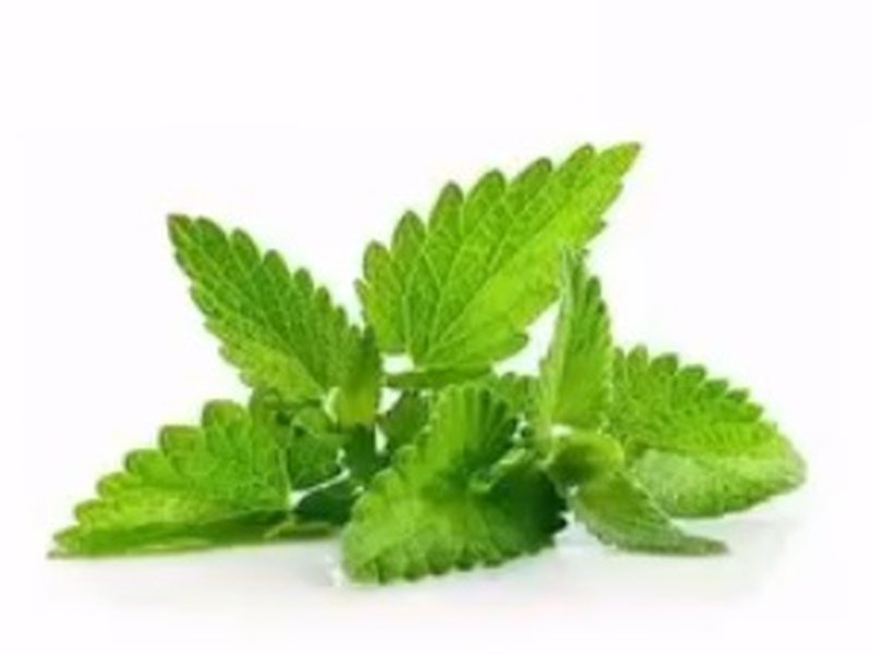 पुदीना से पाएं पाचन, ऊर्जा और इम्युनिटी को मजबूती, गर्मियों से देता है राहत 
