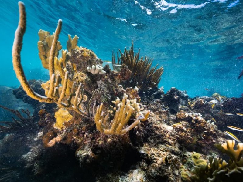 समुद्री जीवन के लिए अहम 'कोरल रीफ', जानें क्यों खतरनाक है 'कोरल ब्लीचिंग'? 