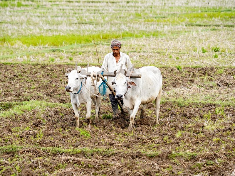 92 pc monsoon forecast, 35 pc deficit risk cloud FY27 farm outlook