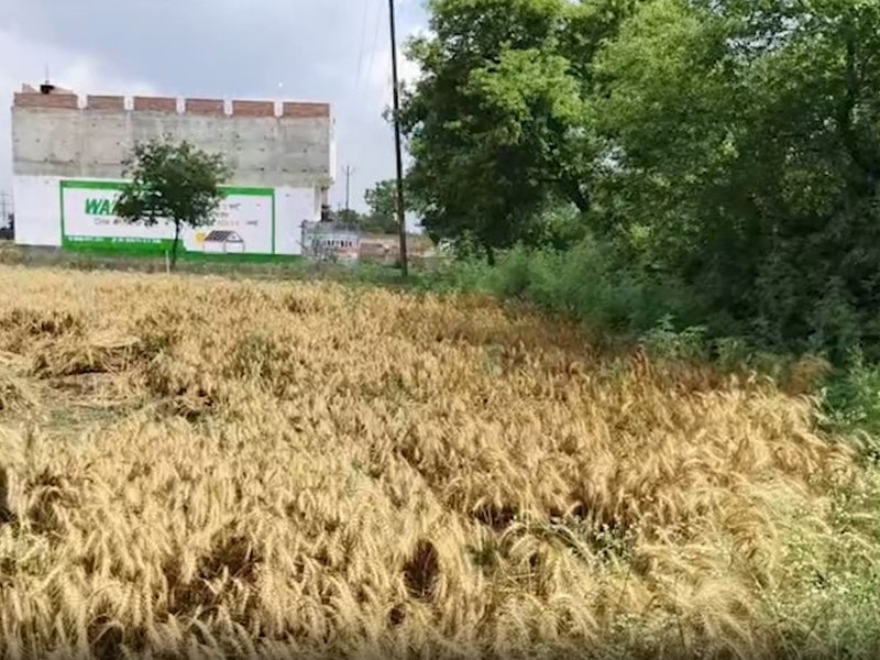 बेमौसम बारिश से किसानों पर संकट, गेहूं की फसल को भारी नुकसान  