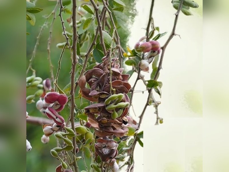 पोषक तत्वों से भरपूर पेड़ों पर फलने वाली 'जंगल जलेबी', इम्युनिटी बूस्ट कर हड्डियों को बनाती मजबूत
