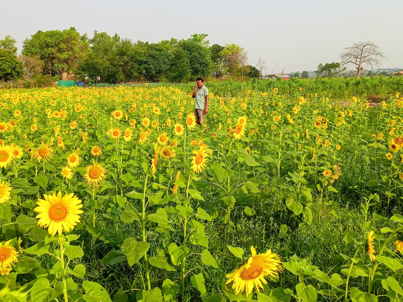 Cabinet okays increase in MSP for 14 kharif crops