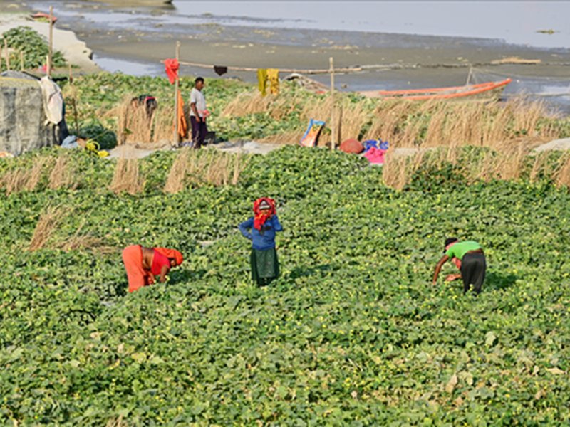 Gujarat: Zero-budget farming helps woman farmer earn Rs 50,000 ​(Photo: IANS)