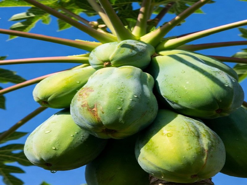 महिलाओं के लिए औषधि है कच्चा पपीता; सेवन से दूर होंगे शरीर के कई रोग