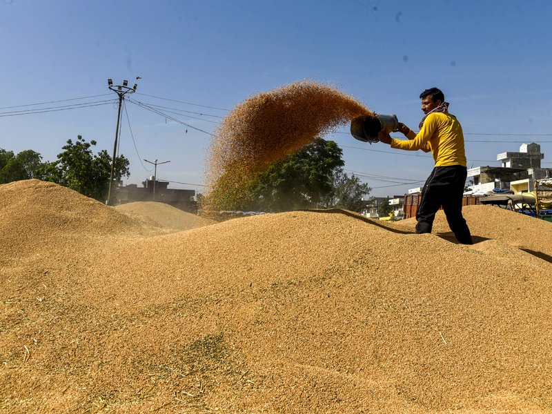 Wheat production remains stable and resilient despite weather variations: Centre