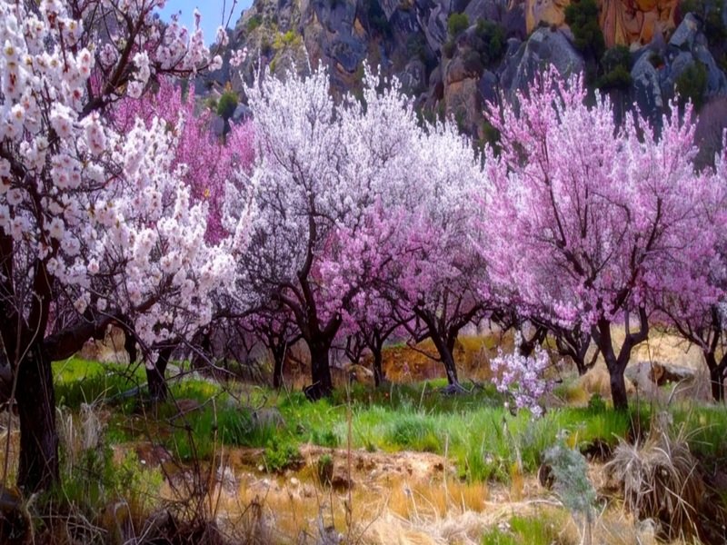 लद्दाख में जापान के चेरी ब्लॉसम जैसी खूबसूरती, संस्कृति और प्रकृति का भी अनूठा मेल