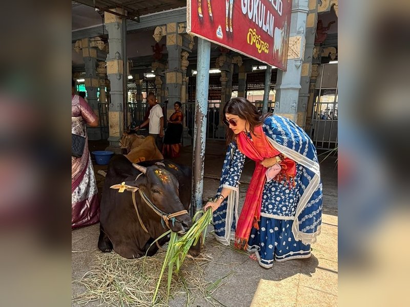 Shamita Shetty feeds cows at Tirupati, Shilpa Shetty says ‘You ARE blessed’