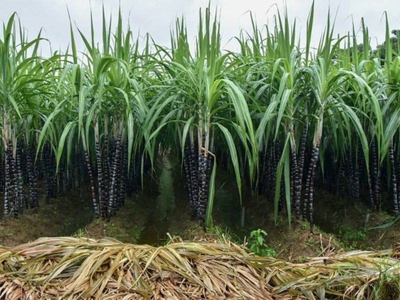 UP to undertake GPS survey of sugarcane crops from May 1 to June 30