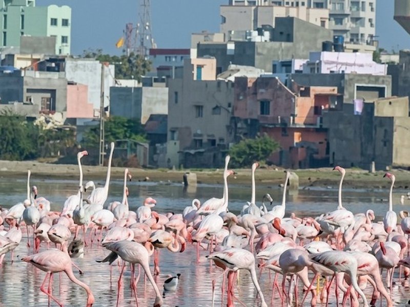 मन की बात: कच्छ की 'फ्लेमिंगो सिटी' के मुरीद हुए पीएम मोदी, पक्षियों को बताया 'लाखा जी के बाराती'
