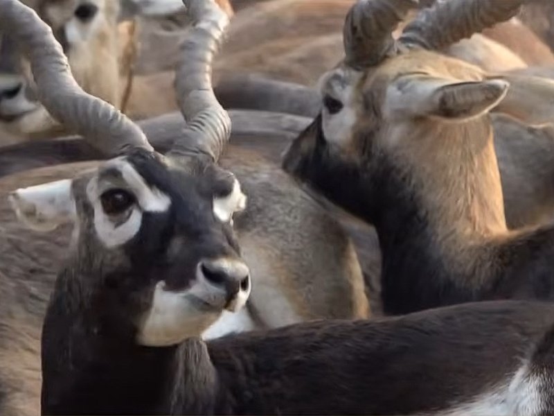Blackbucks return to Chhattisgarh as community efforts mitigate human-elephant conflict: PM Modi in 'Mann Ki Baat'