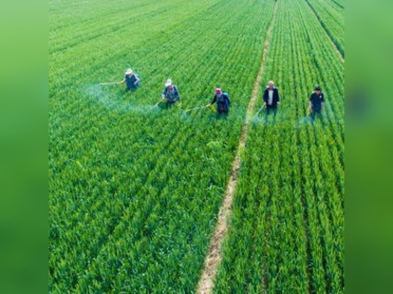 US flags China-linked illegal pesticide influx