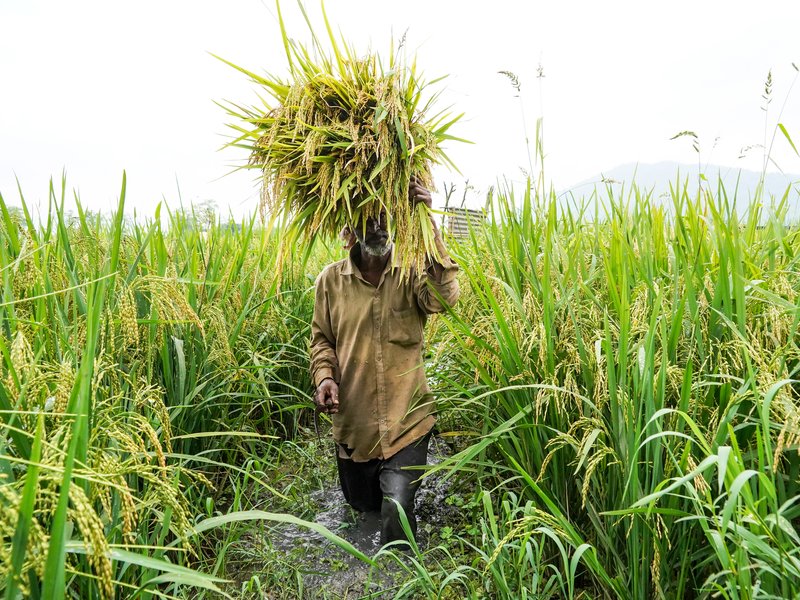 जलवायु परिवर्तन-अनुकूल खेती को बढ़ावा, टिकाऊ कृषि और मिट्टी की सेहत सुधारने पर जोर: सरकार