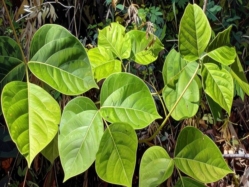 विदारीकंद गर्मी में शरीर को अंदर से ठंडक देने वाली जड़ी-बूटी, स्टैमिना बढ़ाने में कारगर