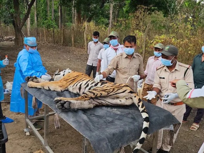 Experts look for CDV outbreak source after big cat family of 5 wiped out in Kanha Tiger Reserve