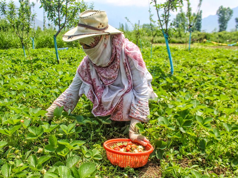 India doubles down on building climate-resilient farming, boosting soil health