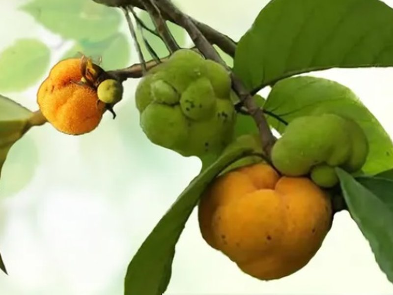 पाचन, त्वचा से लेकर बालों तक के लिए फायदेमंद बड़हर, प्रकृति का खजाना खट्टा-मीठा 'फल'