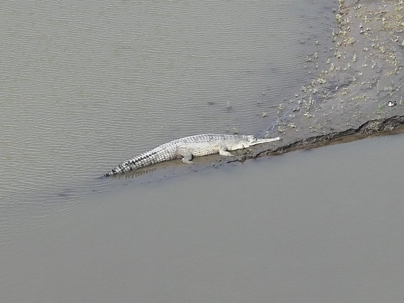 Critically endangered gharial returns to Kaziranga National Park in major conservation milestone
