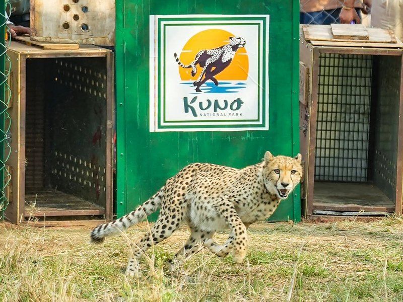 MP: Two Botswana cheetahs released into wild at Kuno; free-ranging count now 16