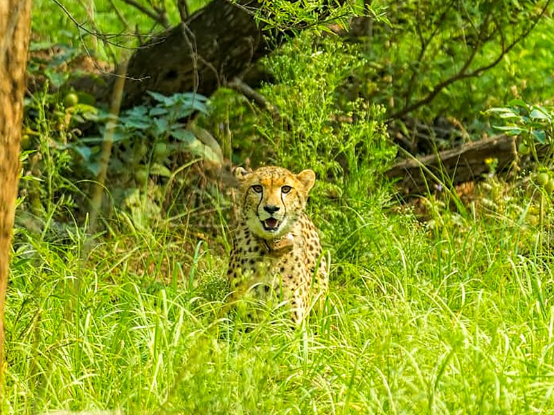 From Kuno to Kutch: Chasing India's cheetahs across their new wild landscapes