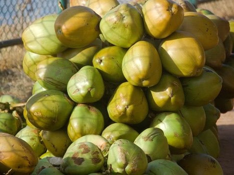 Gujarat records 20 pc rise in tender coconut production (Photo: IANS)