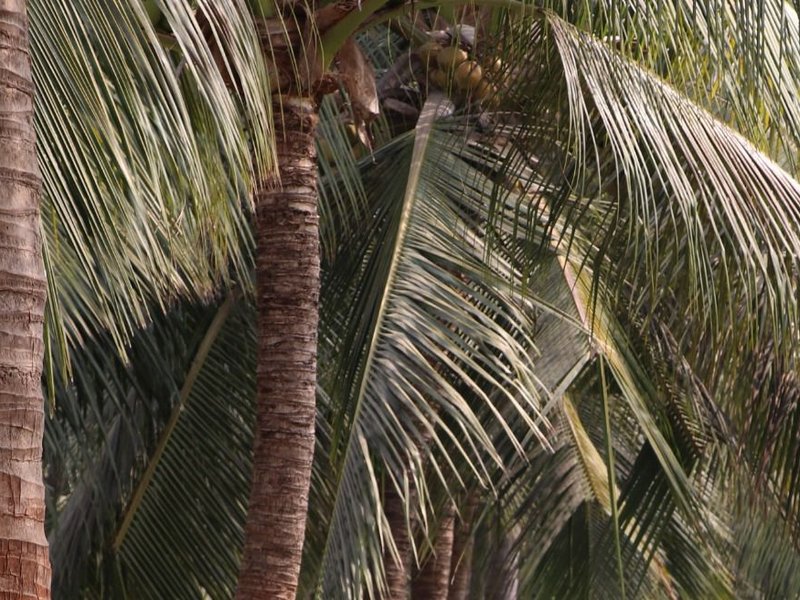 गुजरात सरकार के प्रोत्साहन से टेंडर कोकोनट का रिकॉर्ड उत्पादन, दो वर्ष में पैदावार 20 फीसदी बढ़ी  