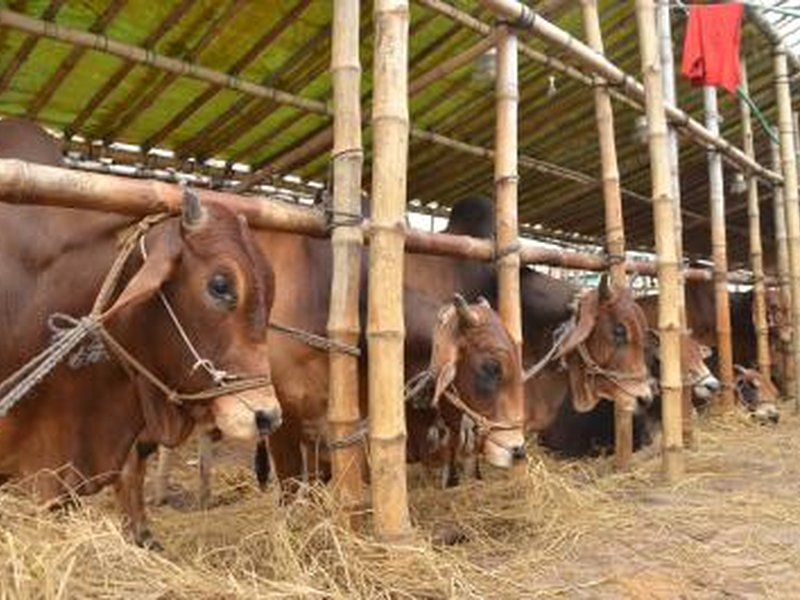 Pakistan's nutrition crisis worsens as dairy sector fails