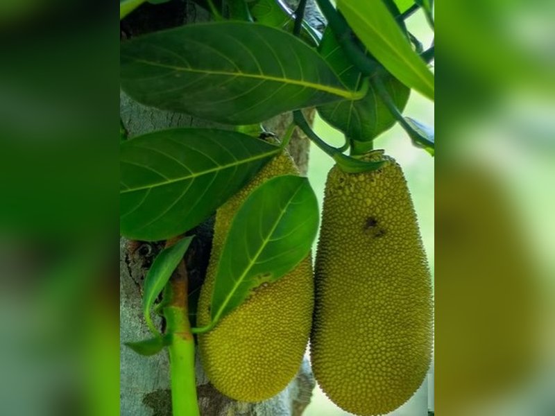 पोषक तत्वों से भरपूर 'कटहल', सेहत के साथ-साथ स्वाद का भी साथी