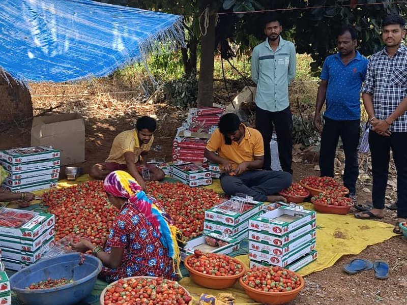 गुजरात के डांग में प्राकृतिक खेती को बढ़ावा मिला तो स्ट्रॉबेरी की खेती बढ़ी, किसान हुए मालामाल 