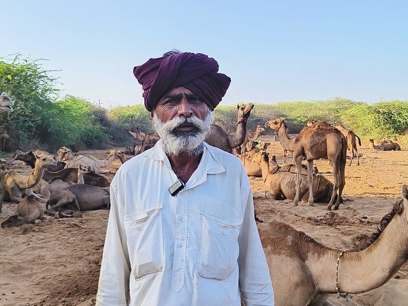 कच्छ में नई श्वेत क्रांति : ऊंटनी का दूध कमाई का नया जरिया, सरकार भी पशुपालकों की कर रही मदद 