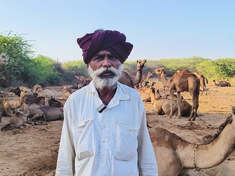 Gujarat: Camel milk becomes a new source of income in Kutch region