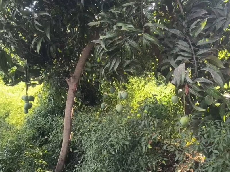 प्रधानमंत्री मोदी ने यूएई के राष्ट्रपति को गुजरात के केसर आम भेंट किए, अब बढ़ जाएगी डिमांड