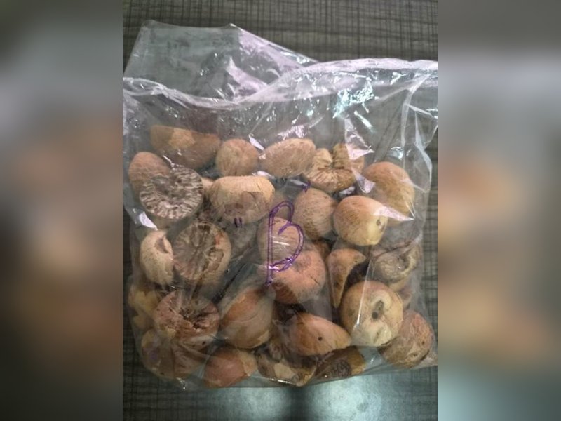 डीआरआई की बड़ी कार्रवाई, तस्करी कर लाई गई 60,000 किलोग्राम  विदेशी सुपारी जब्त की