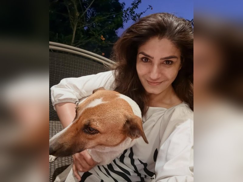 लावारिस कुत्तों के मुद्दे पर रवीना टंडन ने की अपील, इंसानियत और दया दिखाए पंजाब सरकार