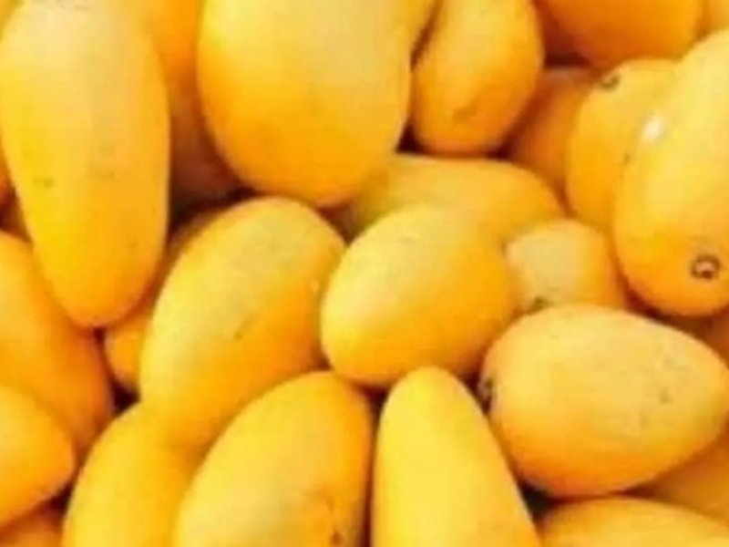 Gujarat's Kesar mangoes fill London's Heathrow airport with fragrance