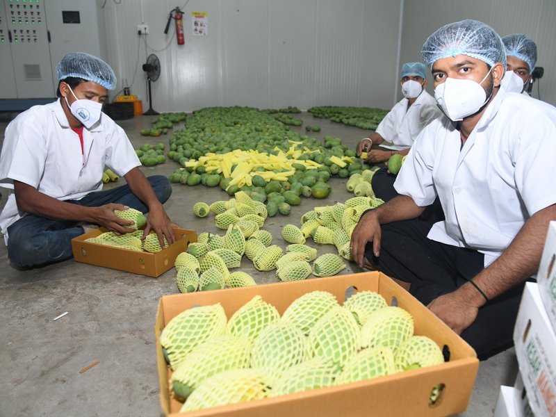 Gujarat's Kesar mangoes fill London's Heathrow airport with fragrance