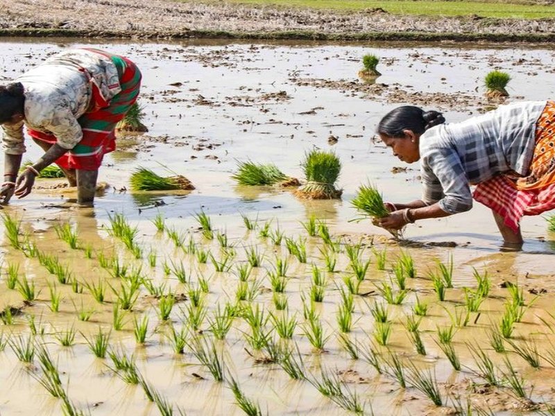 Foodgrain stocks adequate, fertilisers and edible oil availability strong and stable: Centre (Photo: IANS)