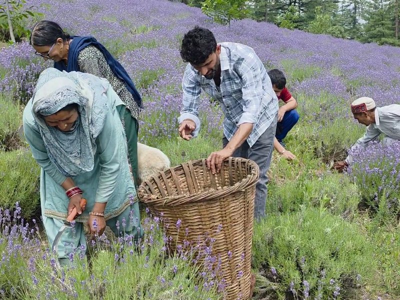जम्मू-कश्मीरः मक्का-धान छोड़ लैवेंडर की खेती से बदल रही किसानों की तकदीर
