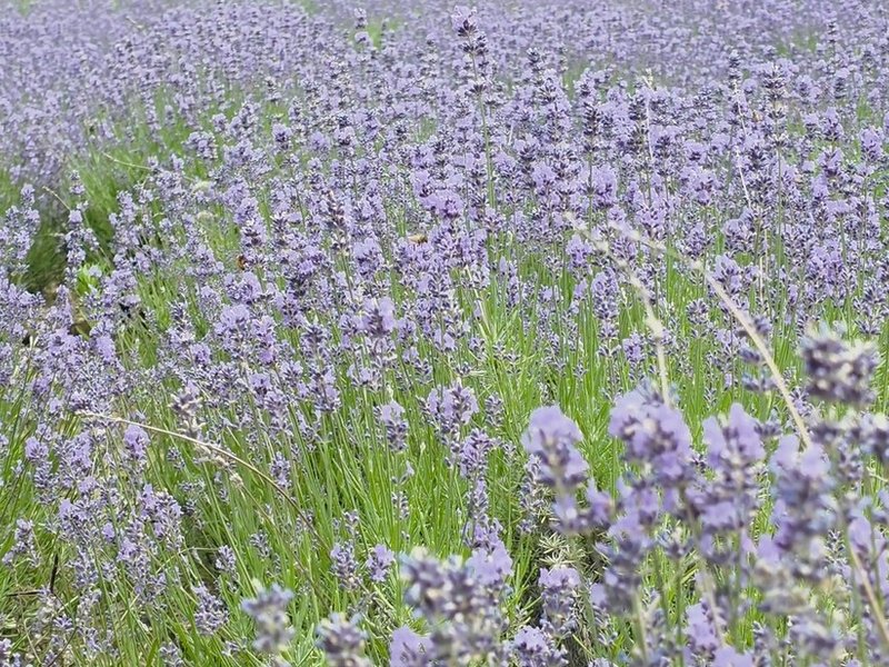 J&K: Thousands choose lavender over maize cultivation in Doda, make monetary gains