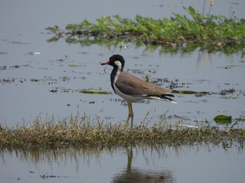 PM Modi hails India’s 100th Ramsar site in UP, calls it milestone for wetland conservation