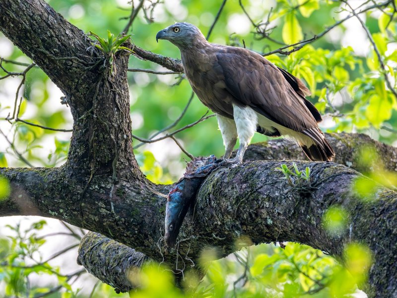 Assam’s Kaziranga emerges as key haven in India for raptors and storks: Survey