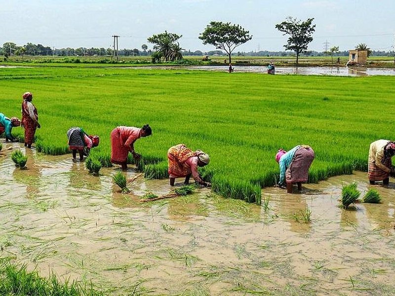 भारतीय मानक ब्यूरो ने आईएस 20201:2026 जारी किया, स्वदेशी बीजों के संरक्षण को मिलेगा बढ़ावा