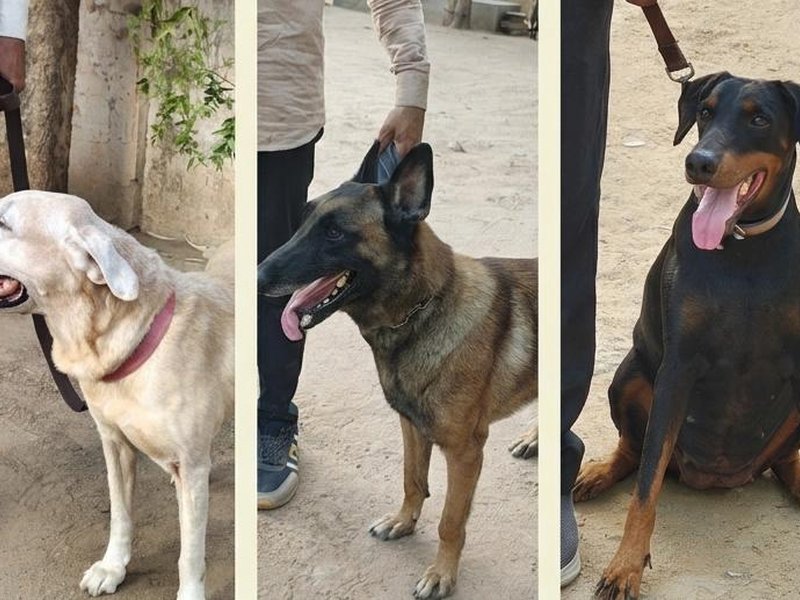 Gujarat: One year on, the quiet work of dogs that searched AI-171 wreckage (Photo: IANS)