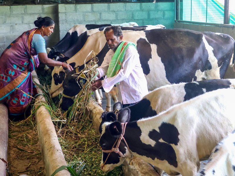 डेयरी किसानों को केसीसी का बड़ा सहारा, 5 साल में तीन गुना बढ़े लाभार्थी; भारत का दूध उत्पादन मांग से अधिक: मंत्री