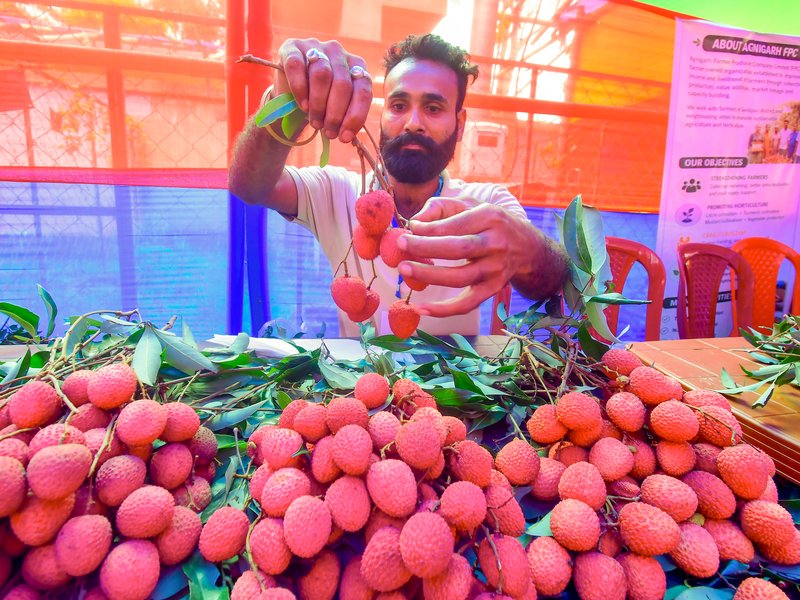 Uttarakhand's premium litchi enters European market, 1st consignment on way to Italy