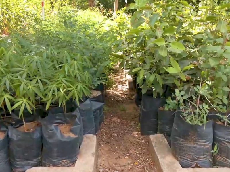 Gujarat expands statewide nursery network to drive large-scale afforestation push